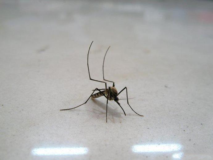 黄大仙六肖中特期期准资料揭秘香港黄大仙六肖中特期期准资料