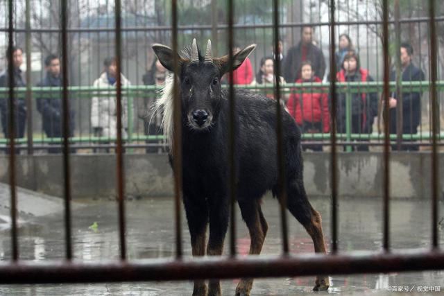 探索神秘世界，关于626969四不像图的奇幻之旅626969四不像图论坛