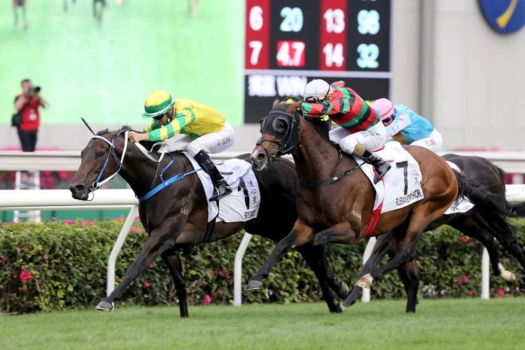 香港马会资料大全，赛马运动的魅力与多元价值