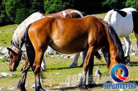澳门今期特马四不像的独特魅力与探索澳门开奖特马料四不像